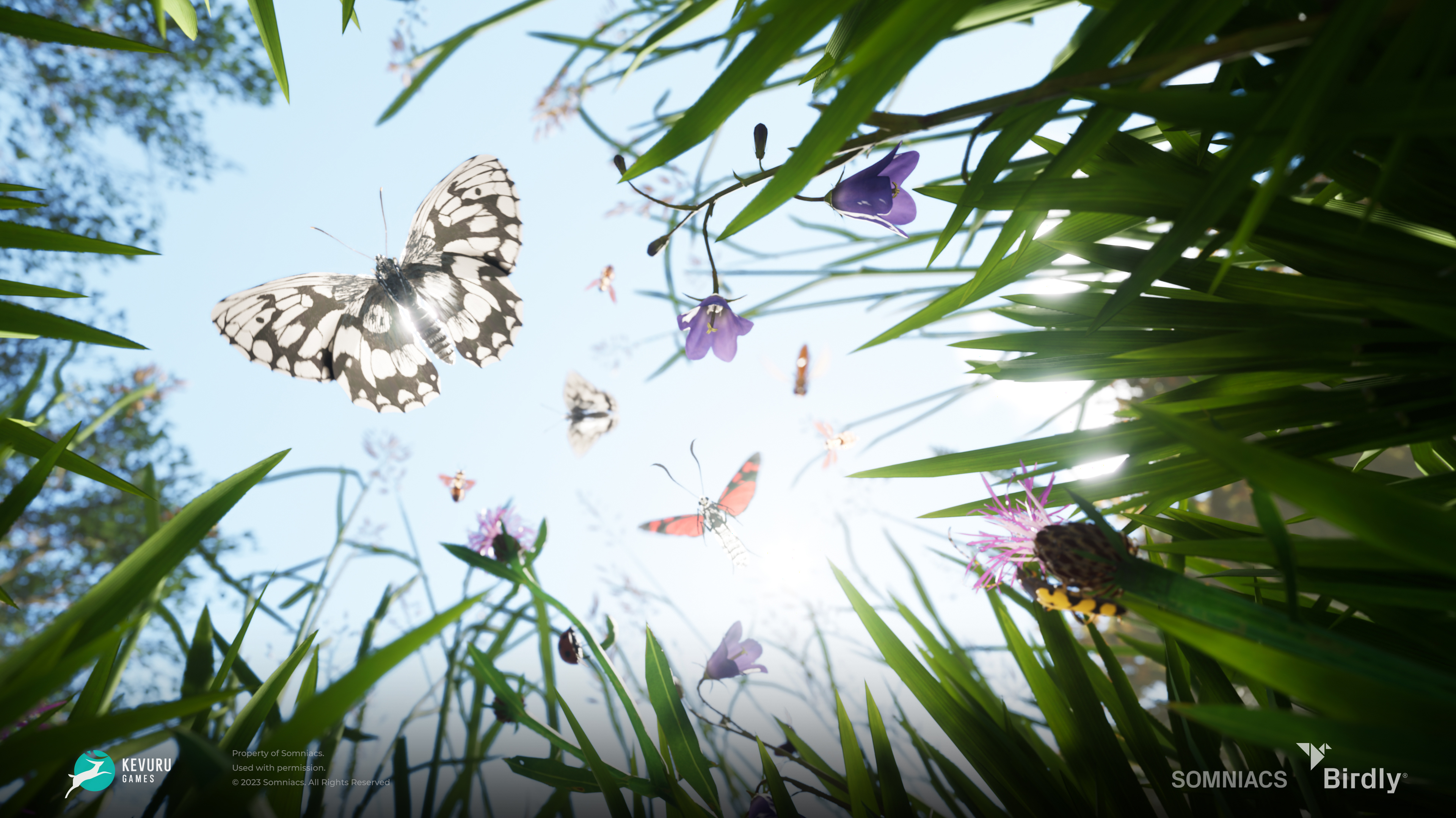 birdly environment butterfly 3d