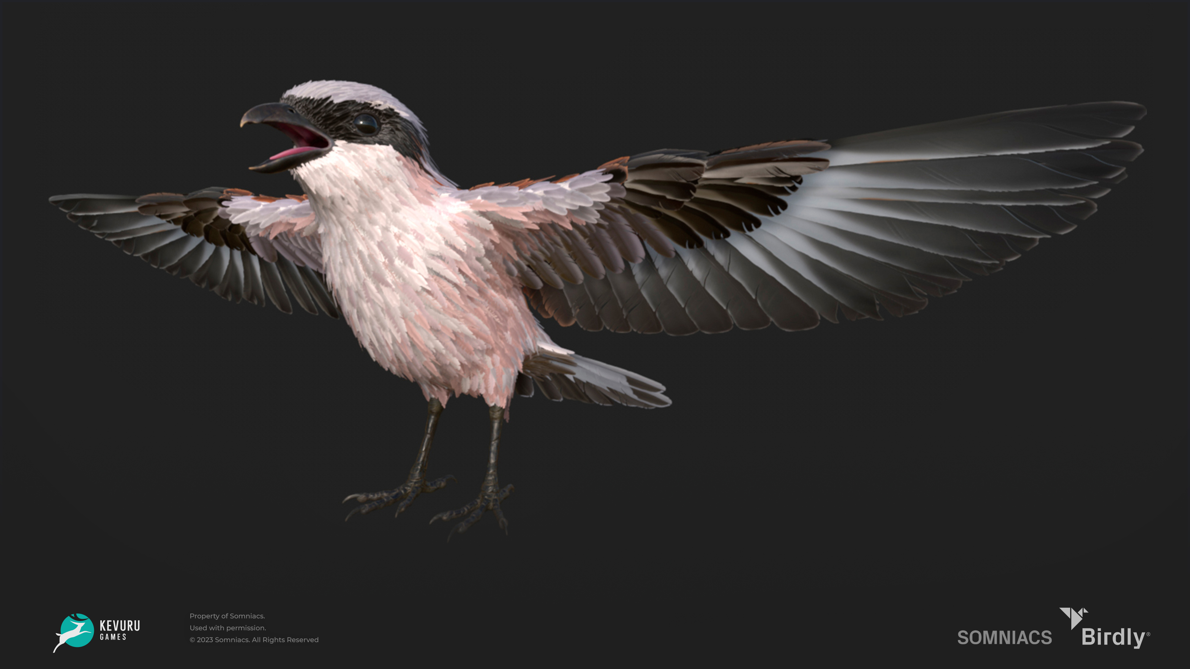 Birdly - bird